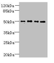 TTC38 Antibody