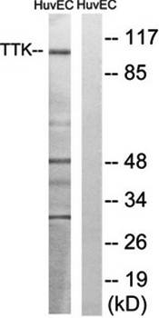TTK (Ab-676) Antibody