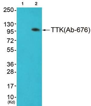 TTK (Ab-676) Antibody