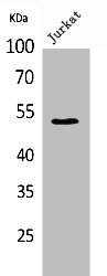 TUBA1A Antibody