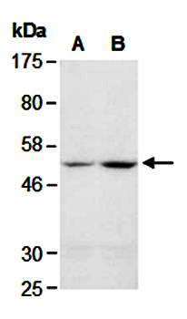 α-Tubulin (N) Antibody, Rabbit Polyclonal