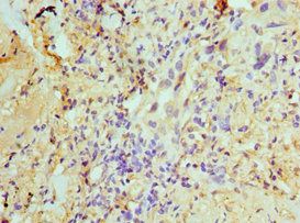 U2AF1 Antibody