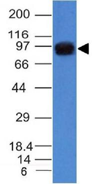 UACA / Nucling (Nuclear Membrane Marker) Antibody