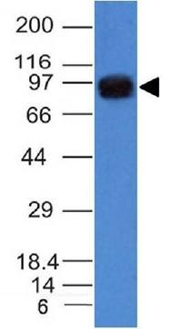 UACA / Nucling (Nuclear Membrane Marker) Antibody