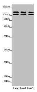 UACA Antibody
