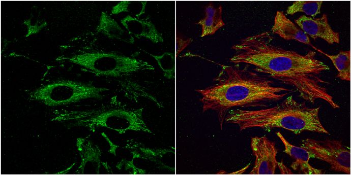 UAP1 antibody [N1C3]
