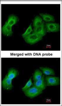 UAP1 antibody [N1C3]