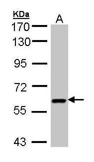 UAP1 antibody [N1C3]