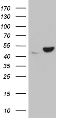 UBE1C Antibody