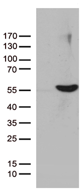 UBE1C Antibody