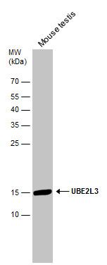 UBE2L3 antibody