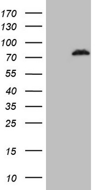 UBE3B Antibody
