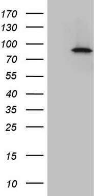UBE3B Antibody