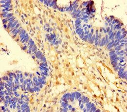OTUB1 Antibody