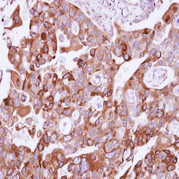 UFD1L antibody