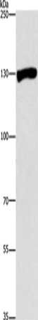 UPF1 Antibody