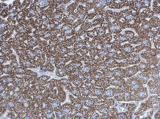 UQCRC1 antibody [N1N3]