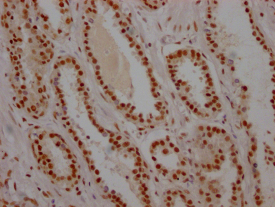 USP7 Recombinant Monoclonal Antibody