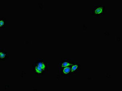 UVRAG Antibody