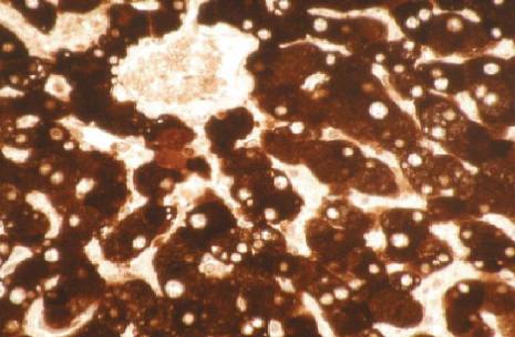 Mouse anti Human Cytochrome P450 1A2