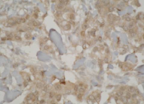 Mouse anti Human Cytochrome P450 3A7