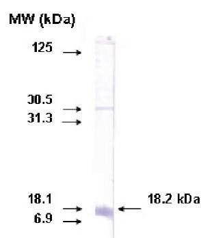 Mouse anti Human Cytochrome p450 26A1