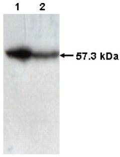 Mouse anti Human T-Complex Protein 1, subunit