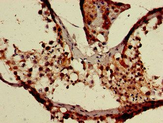 XAF1 Antibody