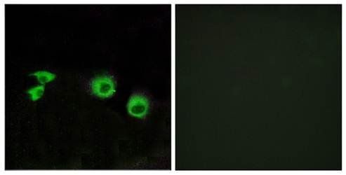 MIPT3 Antibody