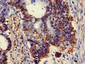 XRCC5 Antibody