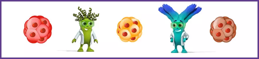 Stem Cells