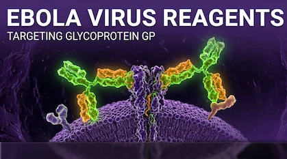 Target EBOV Glycoproteins